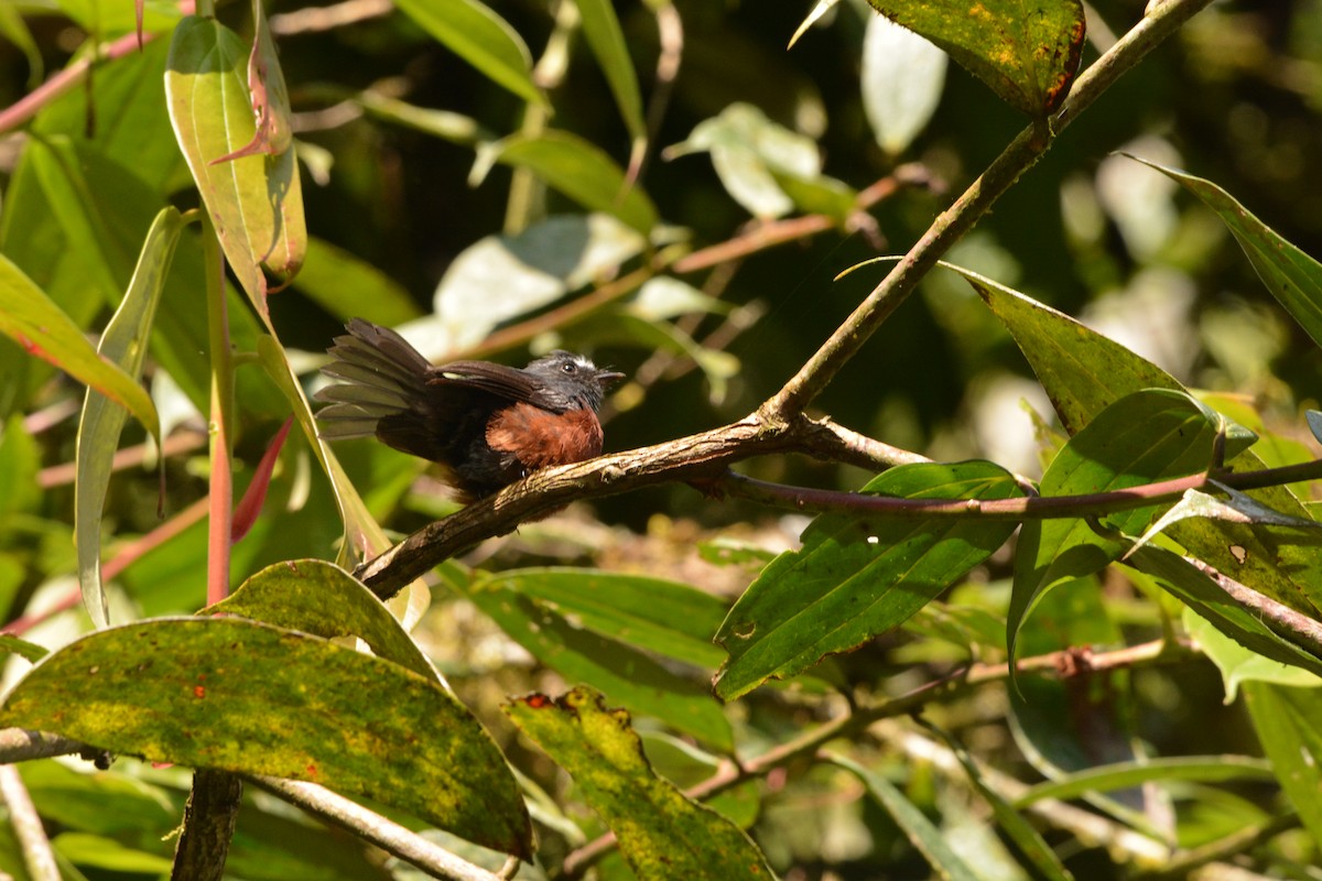 Chestnut-bellied Chat-Tyrant - ML650093944