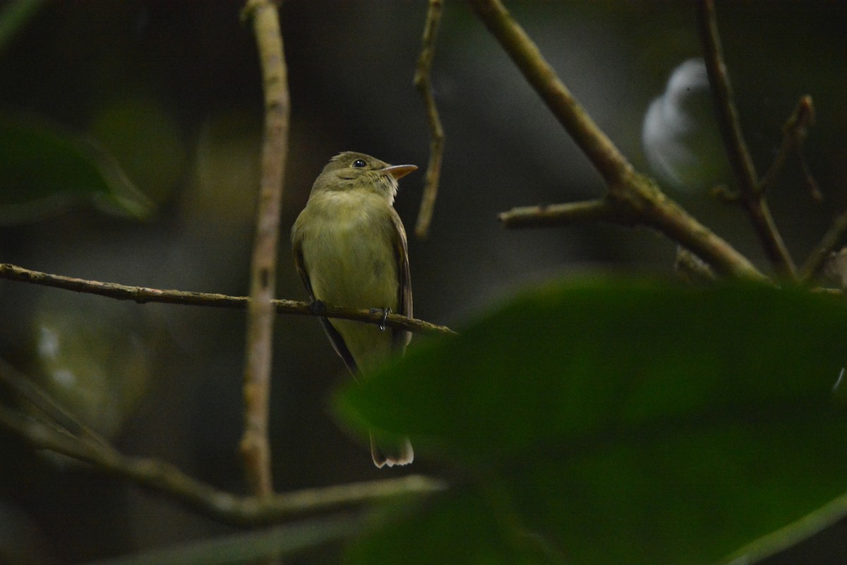 Acadian Flycatcher - ML650094271