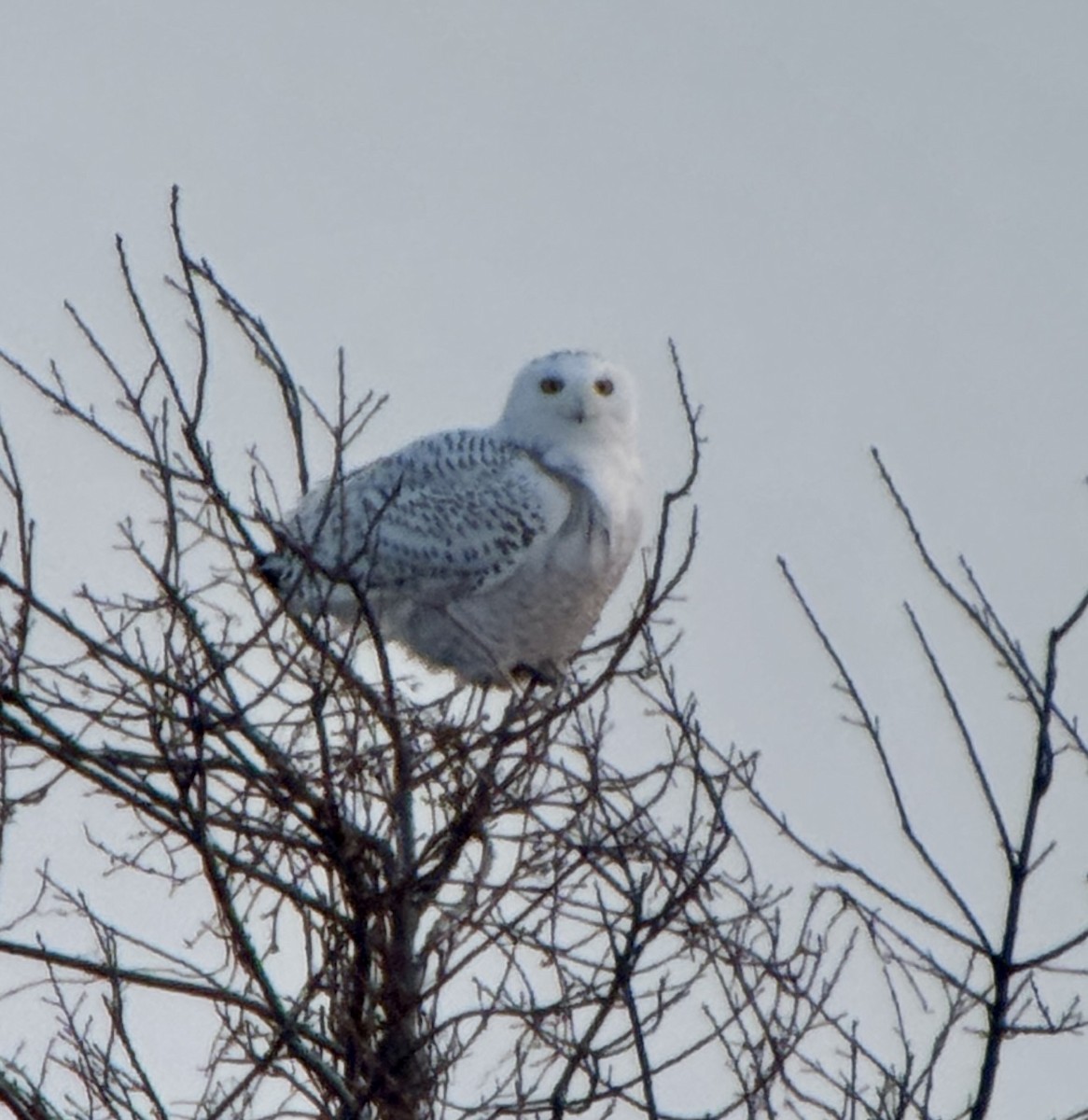 Snowy Owl - ML650094371