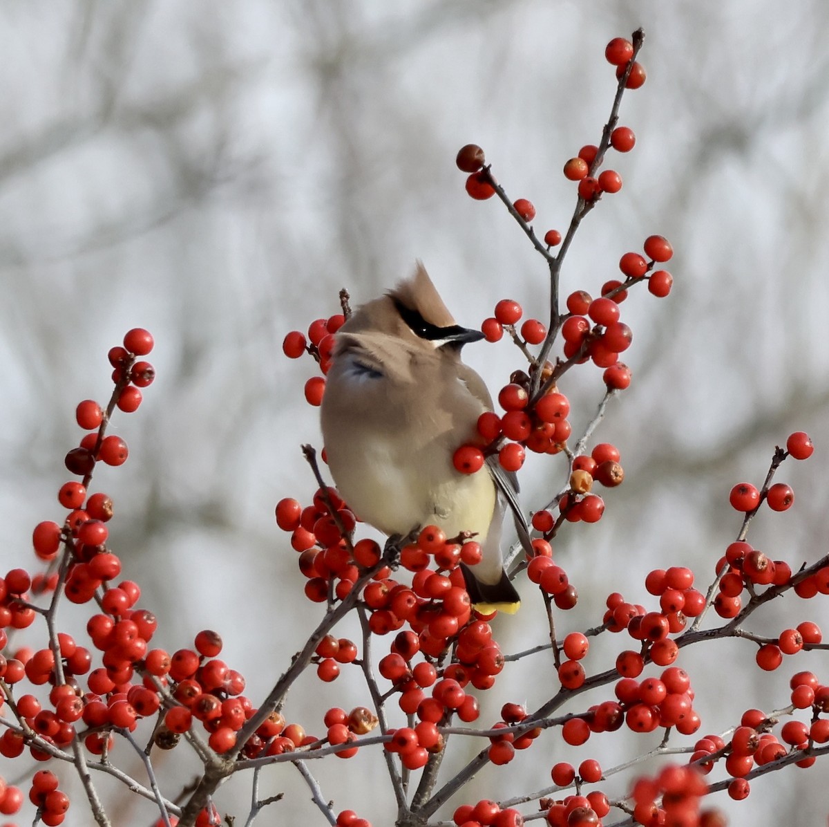 Cedar Waxwing - ML650094398