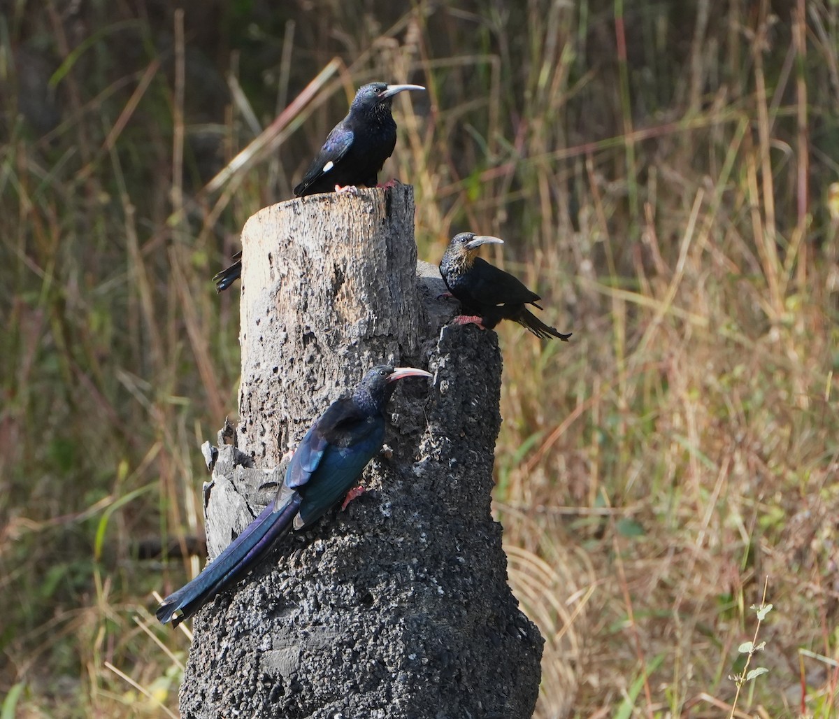 Green Woodhoopoe - ML650094962