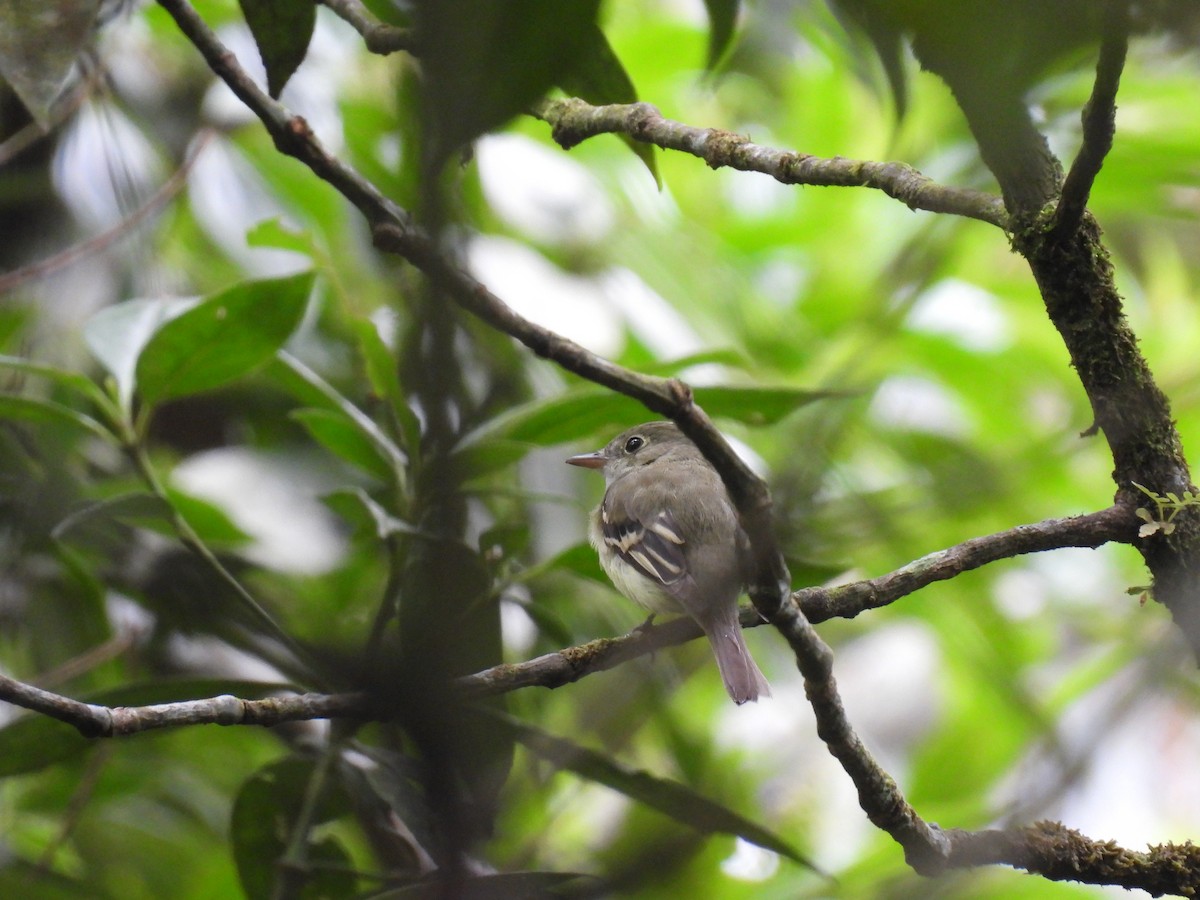 Acadian Flycatcher - ML650095010