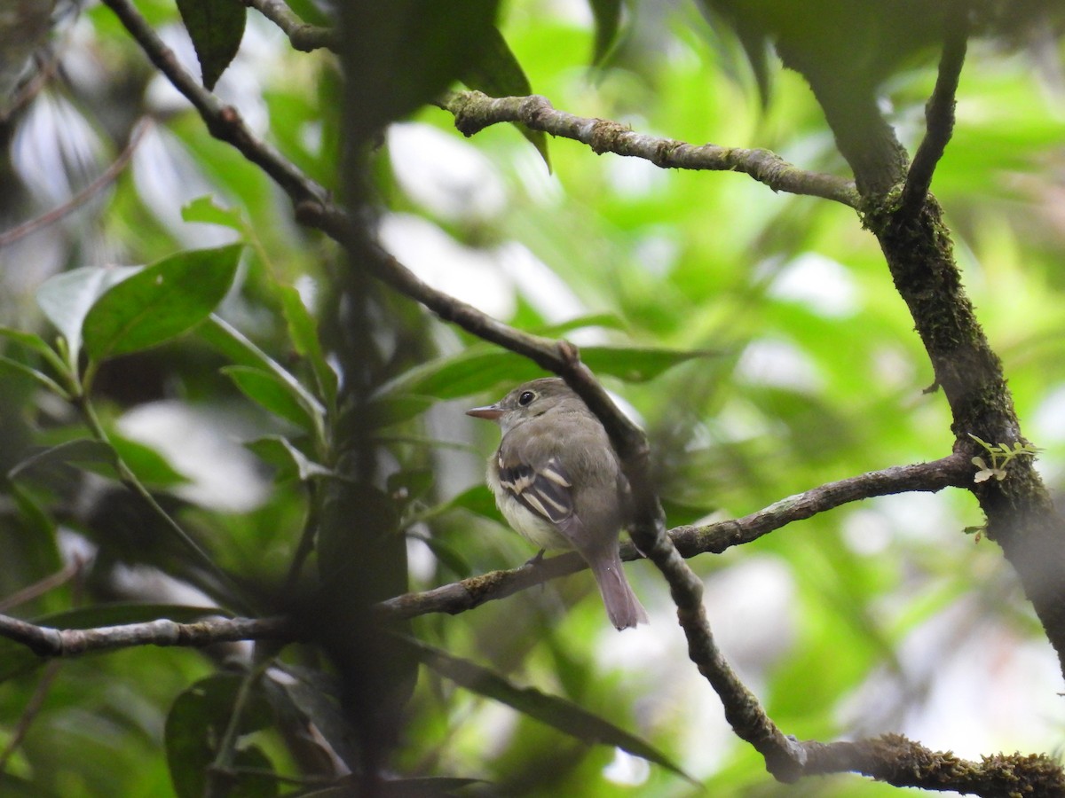 Acadian Flycatcher - ML650095017