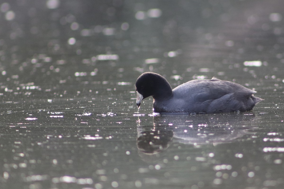 アメリカオオバン（赤い額板） - ML650095173