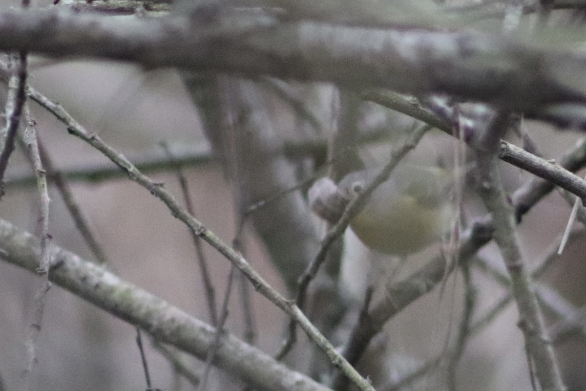 ズアカアメリカムシクイ - ML650095206