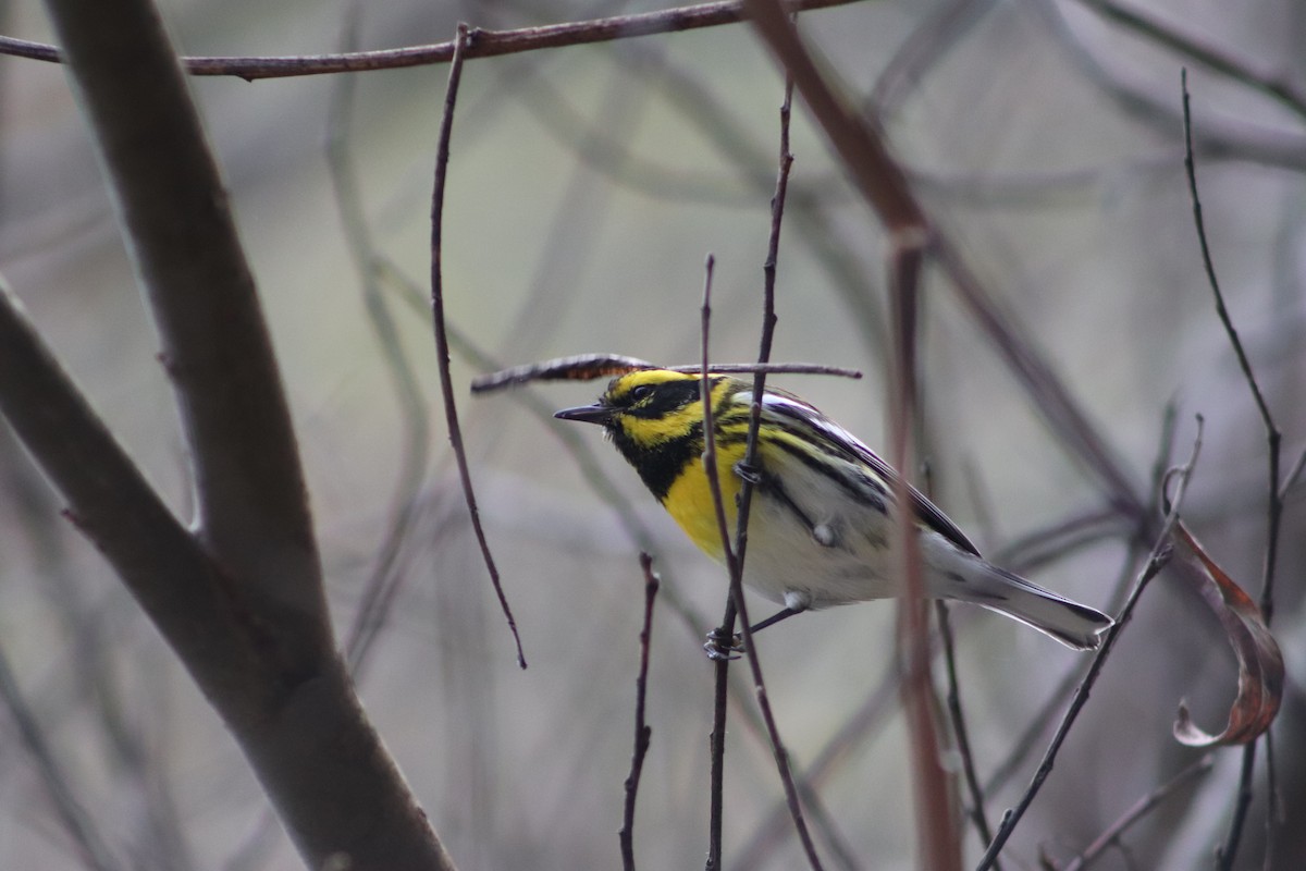 タウンゼンドアメリカムシクイ - ML650095238