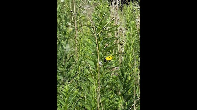 Goldzeisig - ML650095324