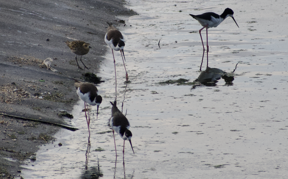 Black-necked Stilt - ML650095441