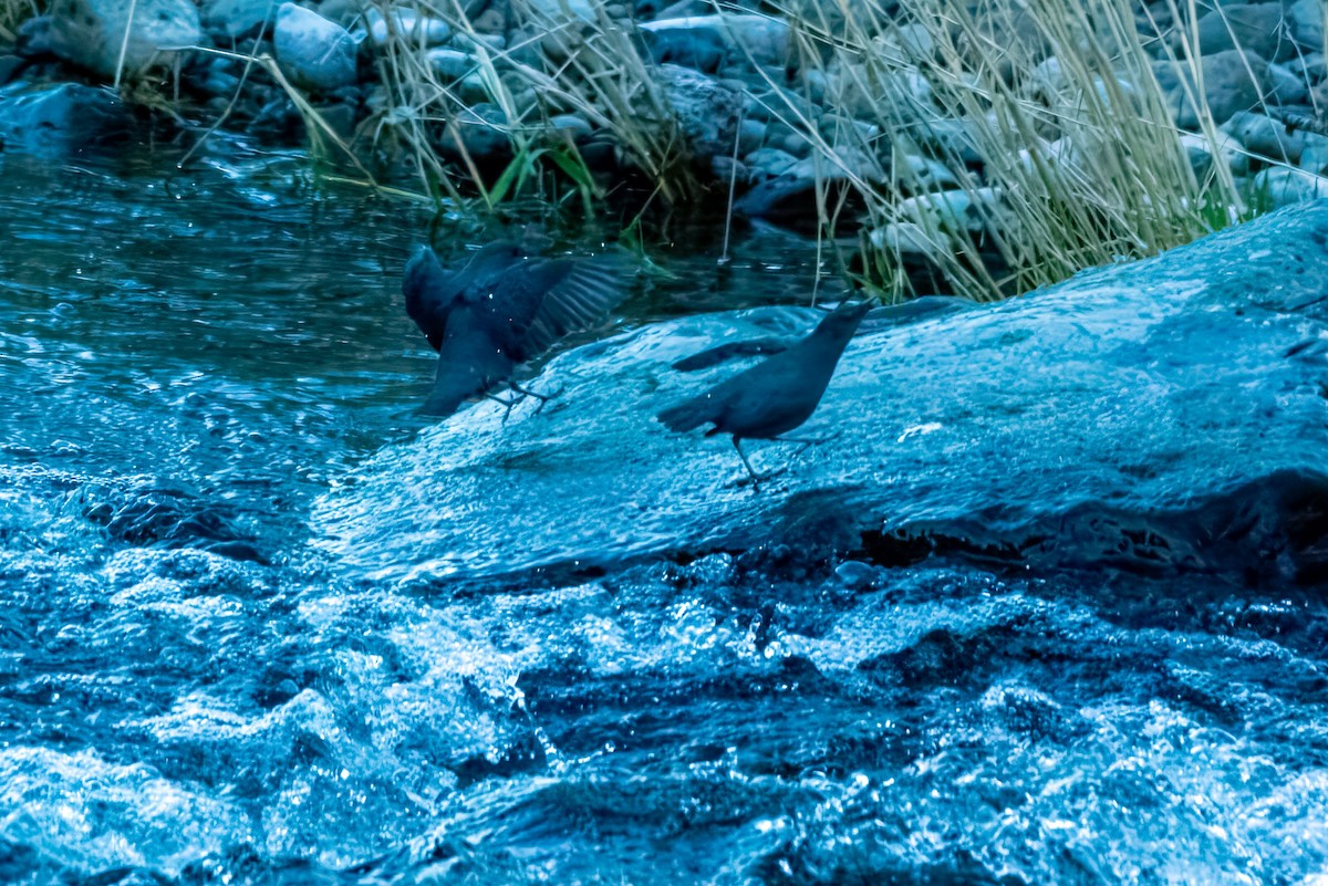 American Dipper - ML650095475