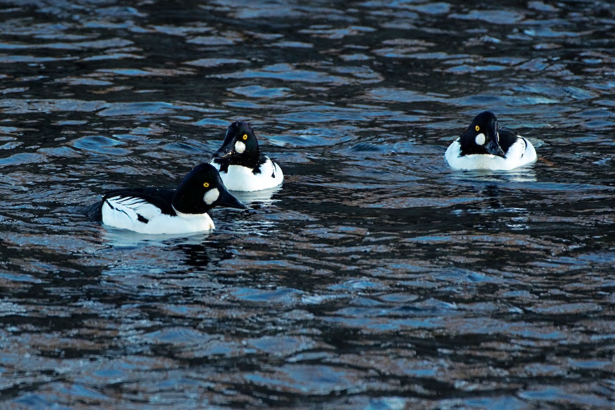 Common Goldeneye - ML650095642