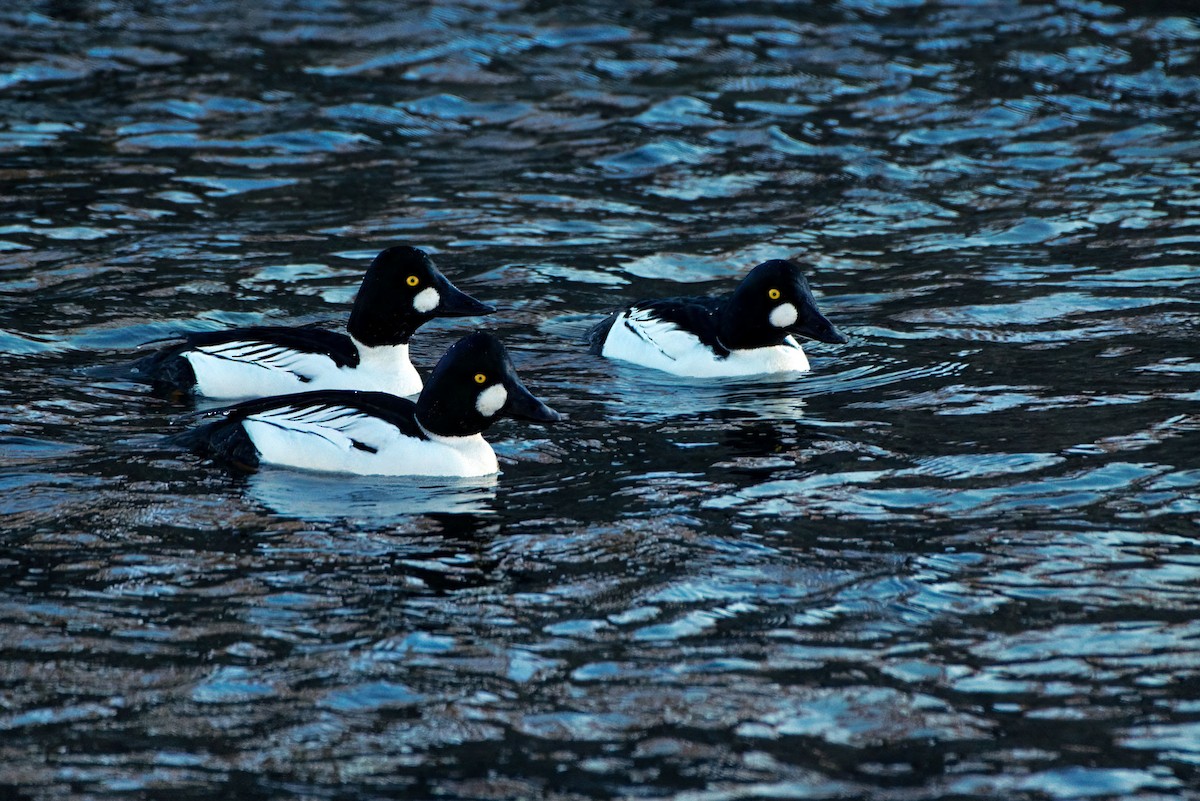 Common Goldeneye - ML650095643