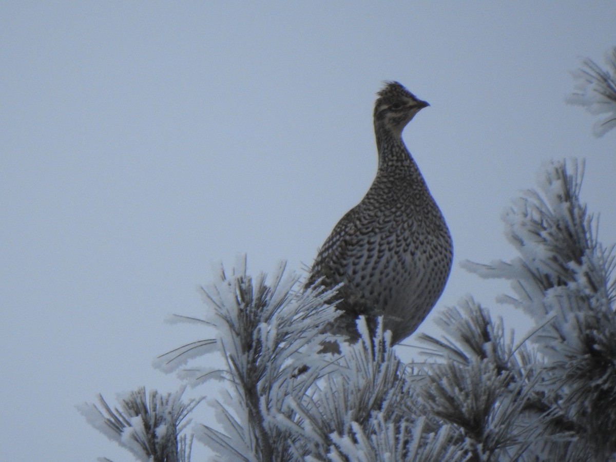 Kılkuyruk Çayır Tavuğu - ML650095666