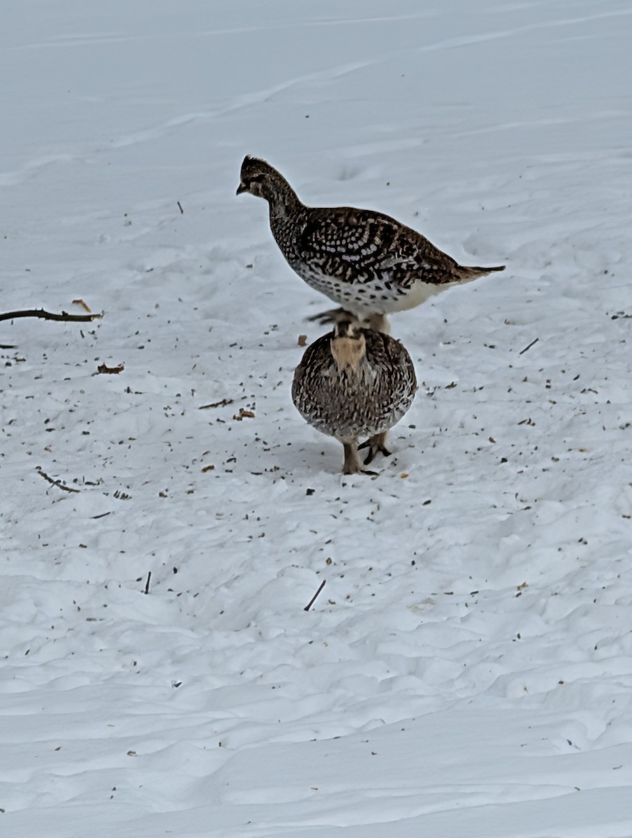 Kılkuyruk Çayır Tavuğu - ML650095691