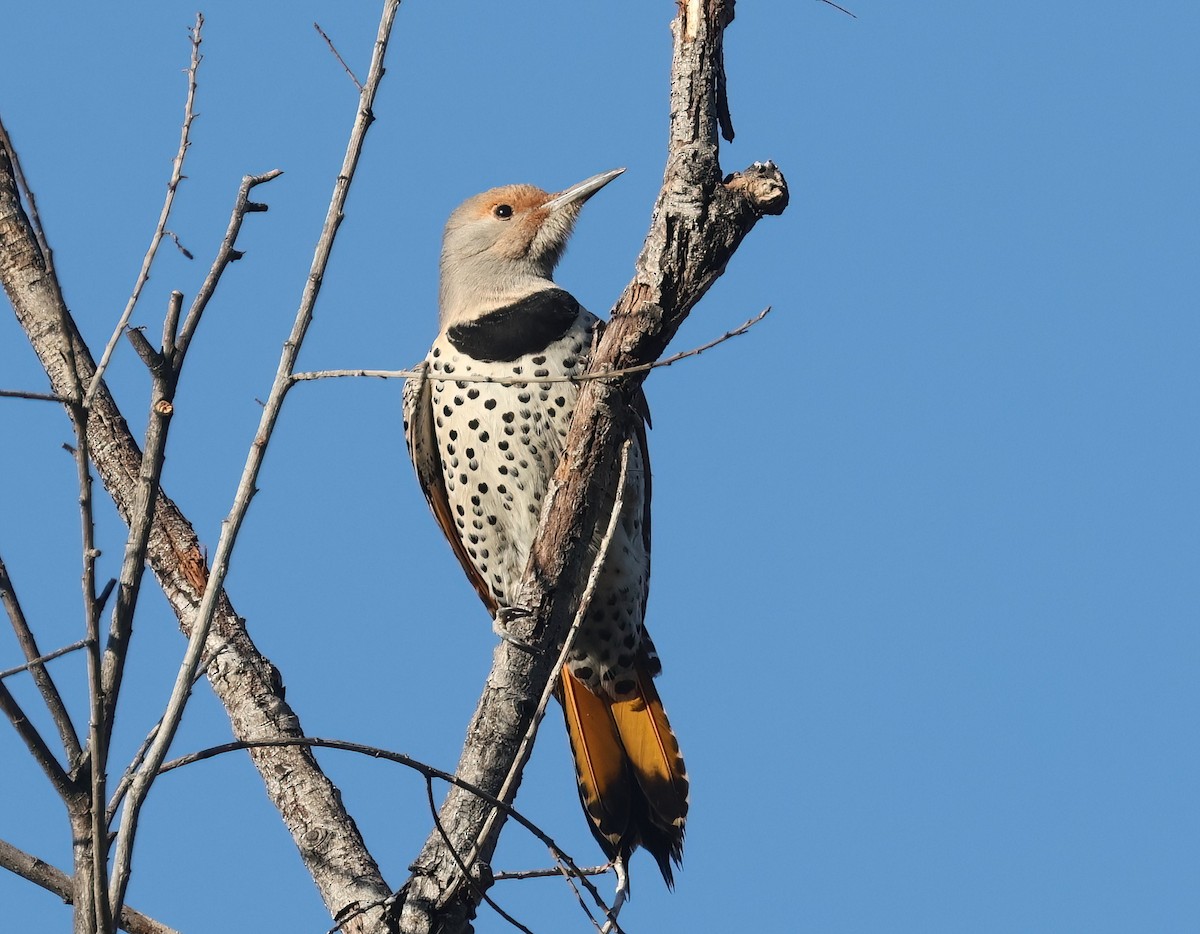 Шилоклювый дятел (luteus x cafer) - ML650095730