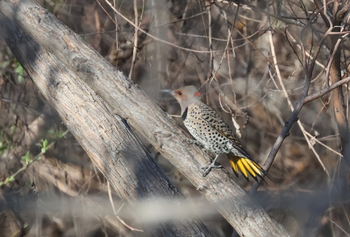 Шилоклювый дятел (luteus x cafer) - ML650095732