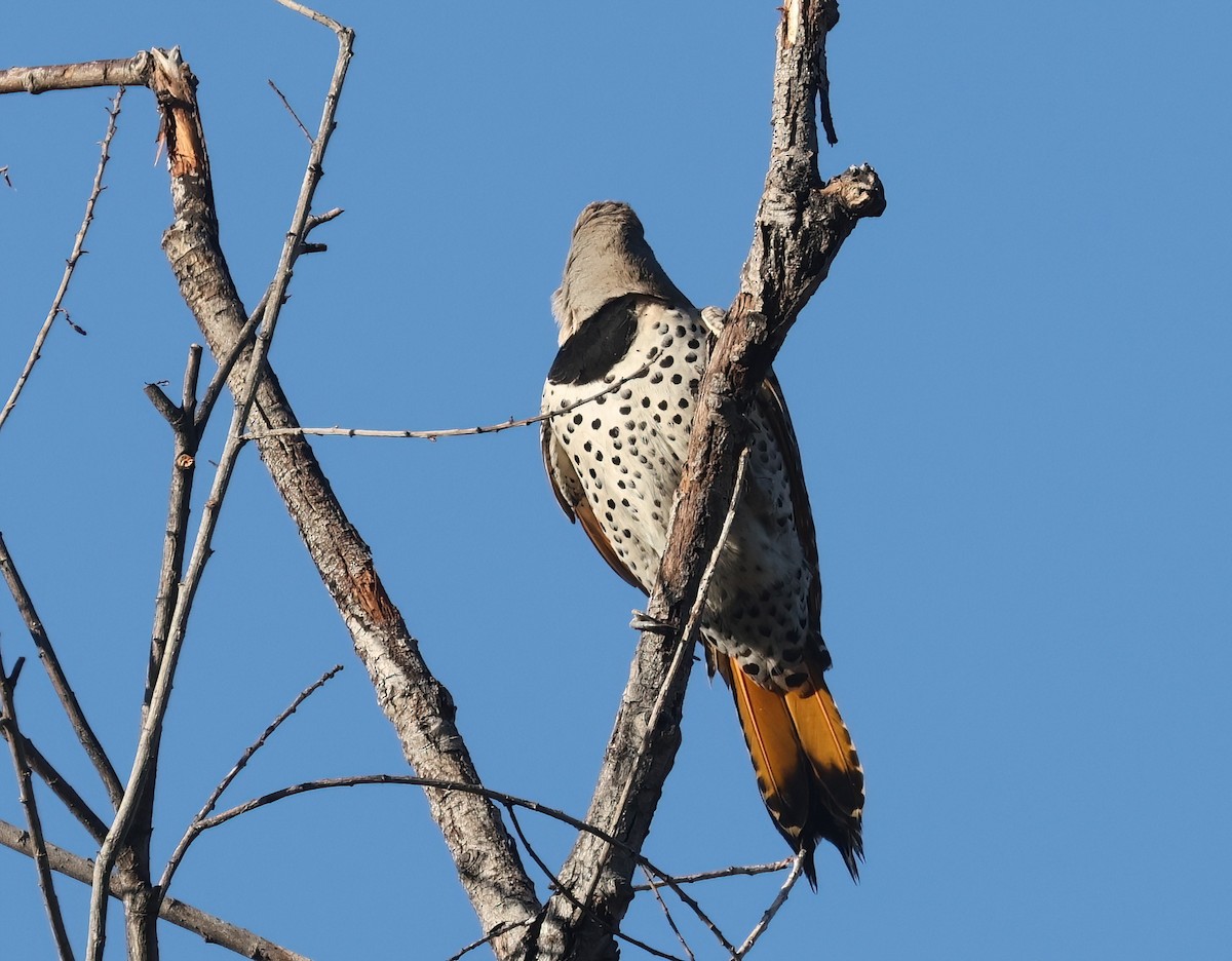 Шилоклювый дятел (luteus x cafer) - ML650095733