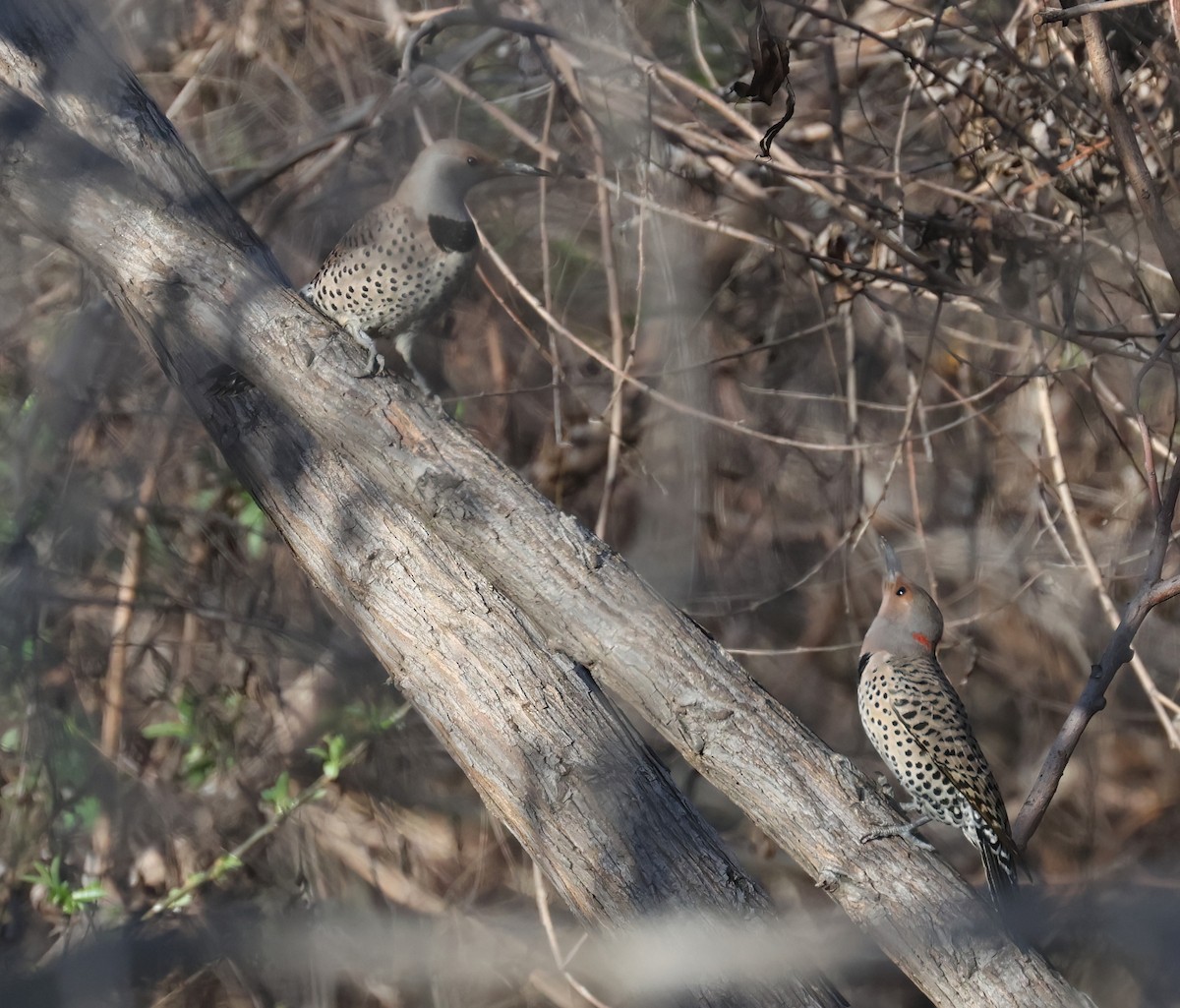 Шилоклювый дятел (luteus x cafer) - ML650095734