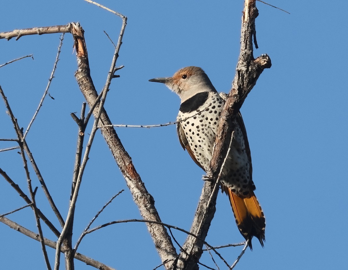 Шилоклювый дятел (luteus x cafer) - ML650095735