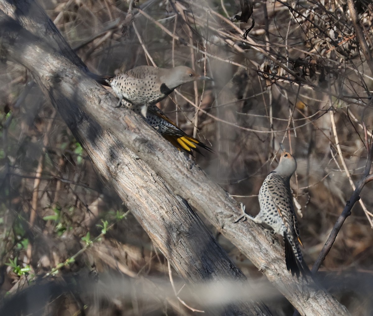 Шилоклювый дятел (luteus x cafer) - ML650095736