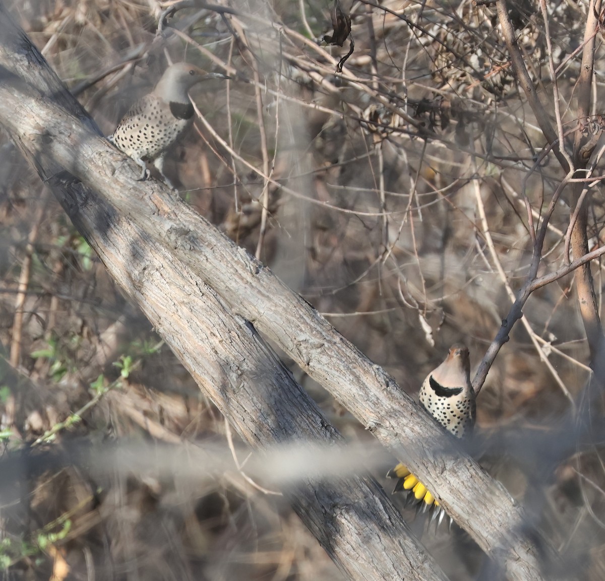 Шилоклювый дятел (luteus x cafer) - ML650095737