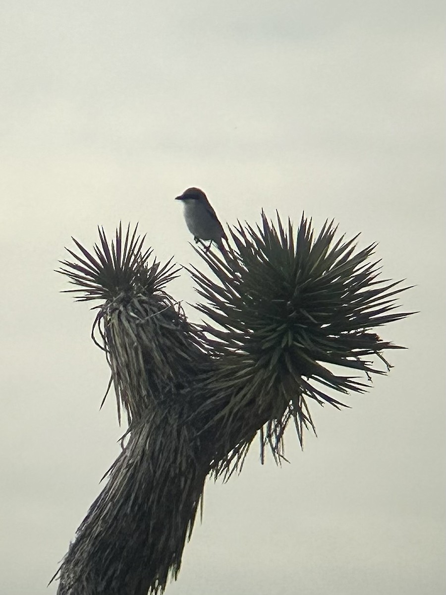 Loggerhead Shrike - ML650095751