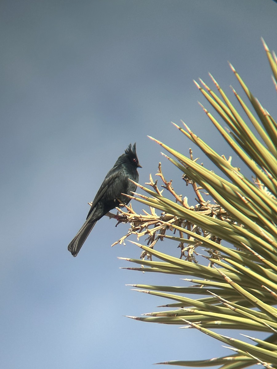 Phainopepla - ML650095755