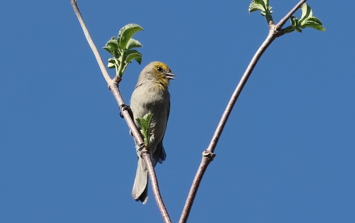 Американский ремез - ML650095762