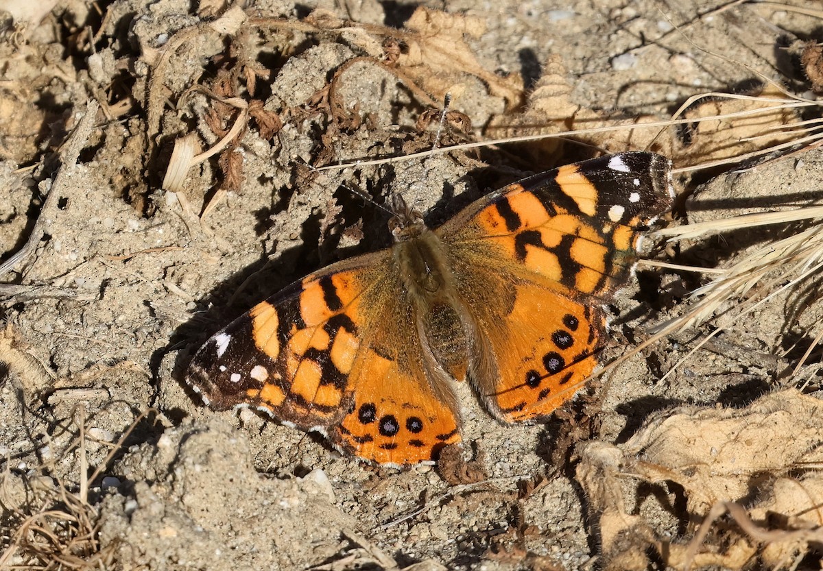 West Coast Lady - ML650095771