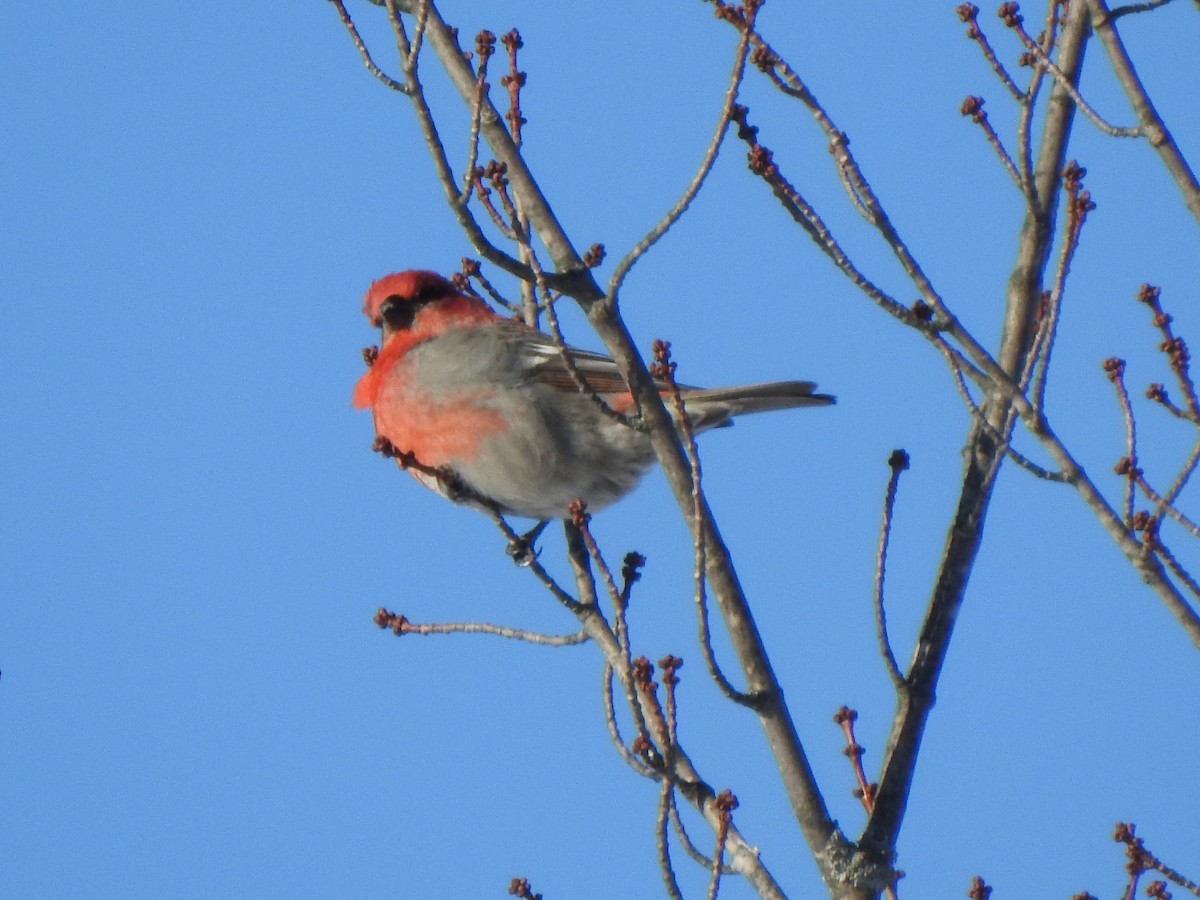 Tayga Çütresi - ML650095965