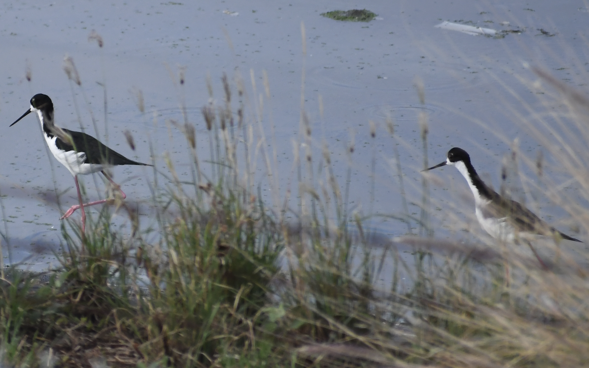 Black-necked Stilt - ML650095999