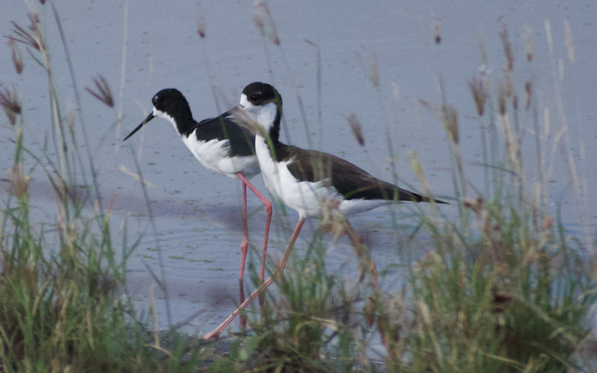 Black-necked Stilt - ML650096000