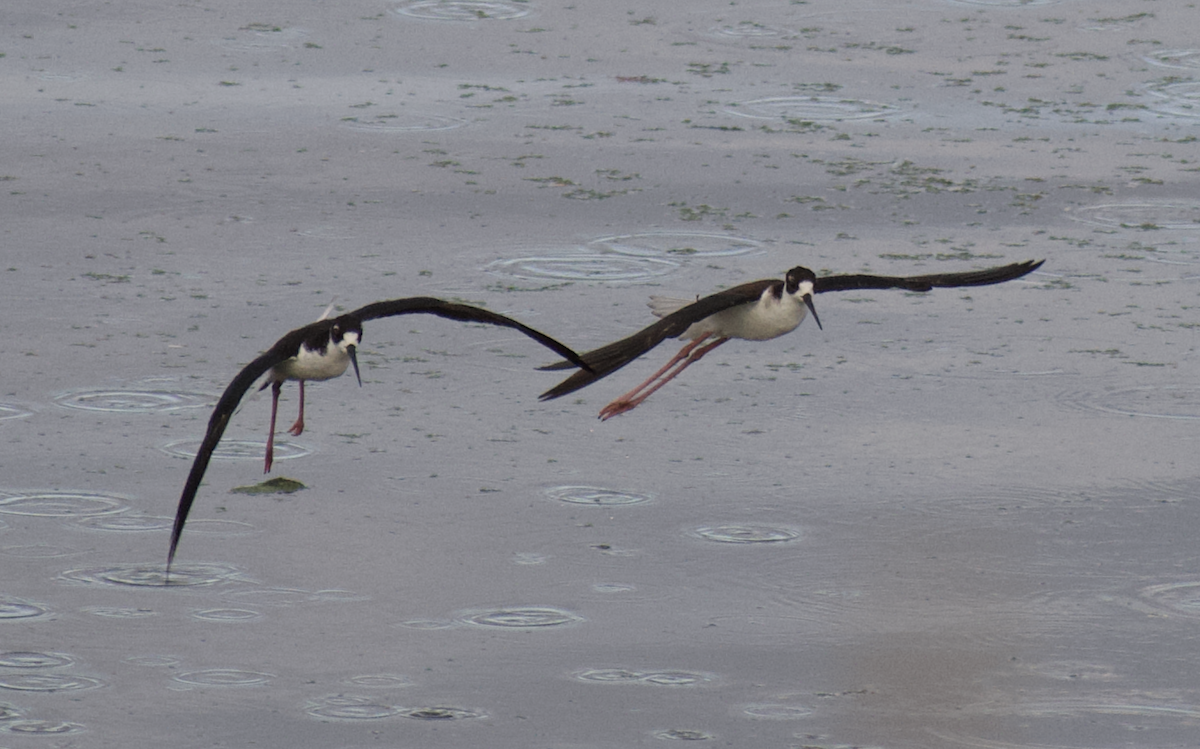 Black-necked Stilt - ML650096001