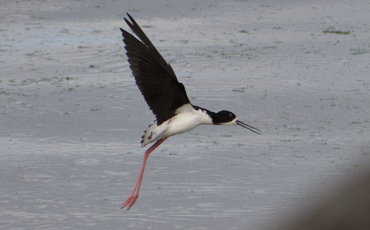 Black-necked Stilt - ML650096002