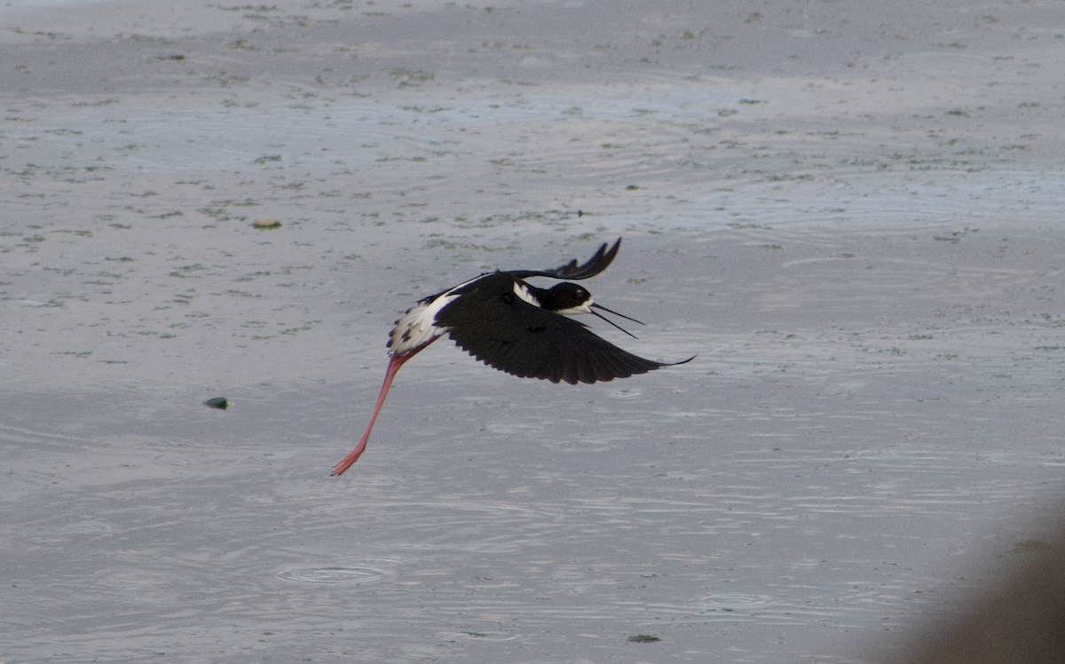 Black-necked Stilt - ML650096003
