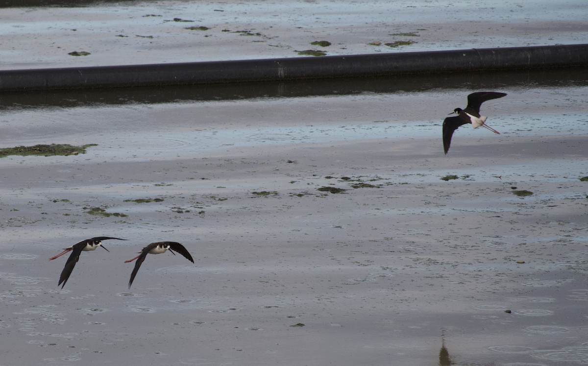 Black-necked Stilt - ML650096004