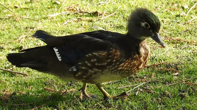 アメリカオシ - ML650097417