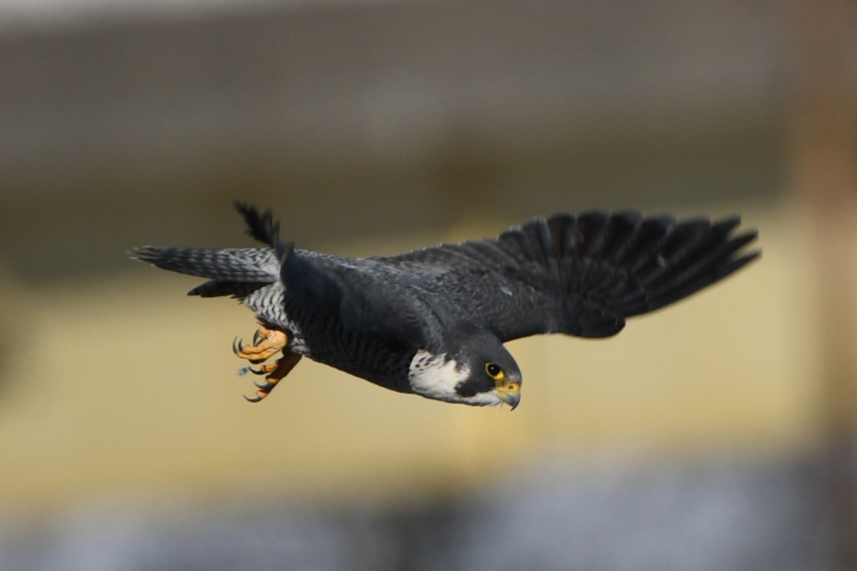Peregrine Falcon - Jeff Cieslak