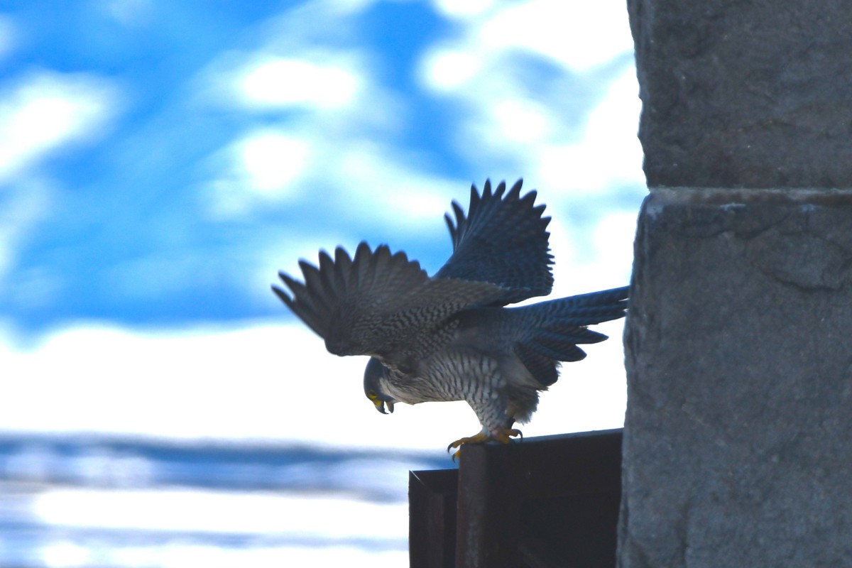 Peregrine Falcon - Jeff Cieslak