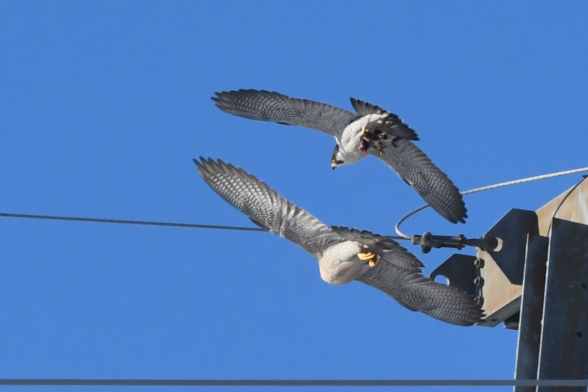 Peregrine Falcon - Jeff Cieslak