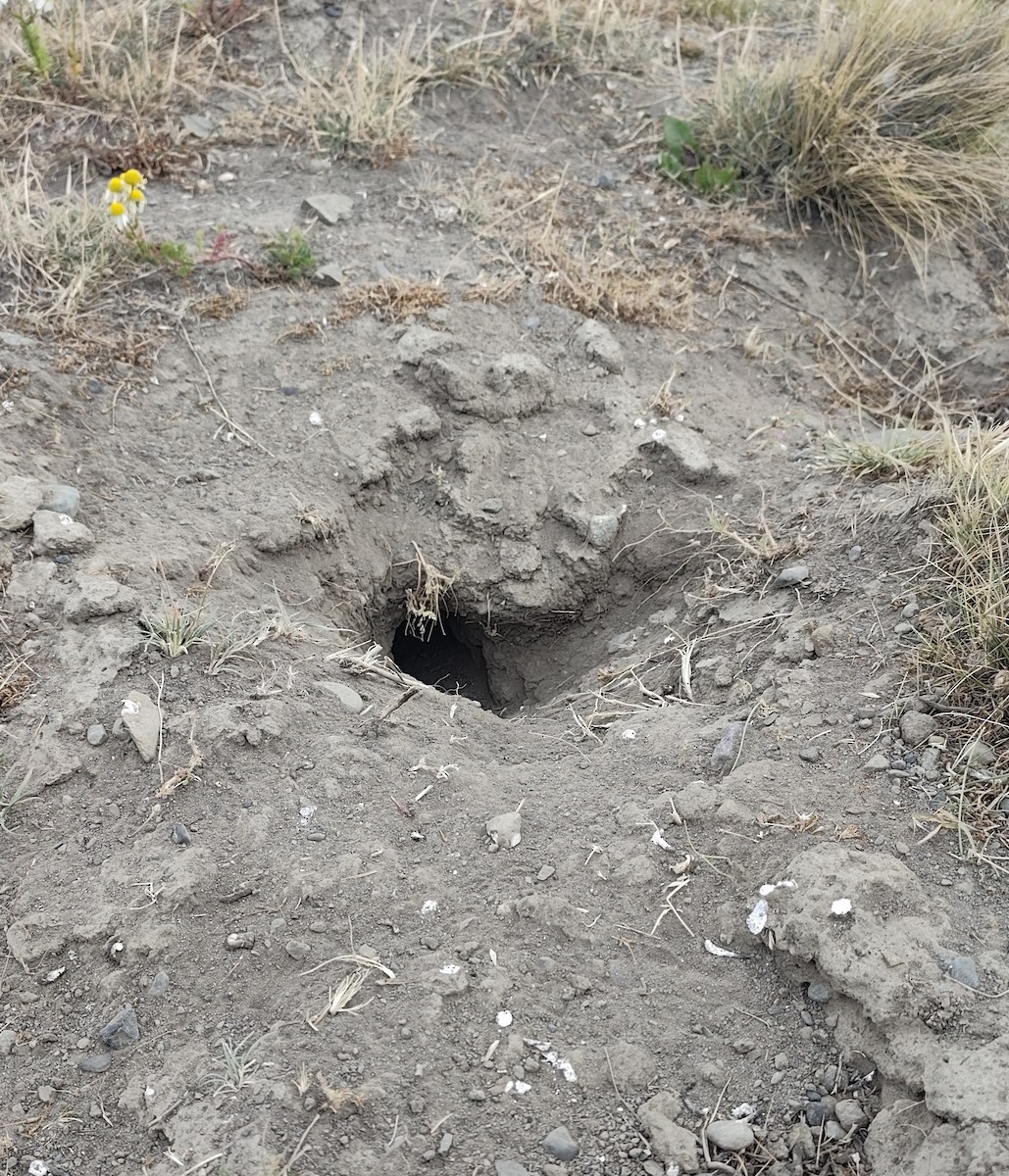 Short-billed Miner - ML650097990