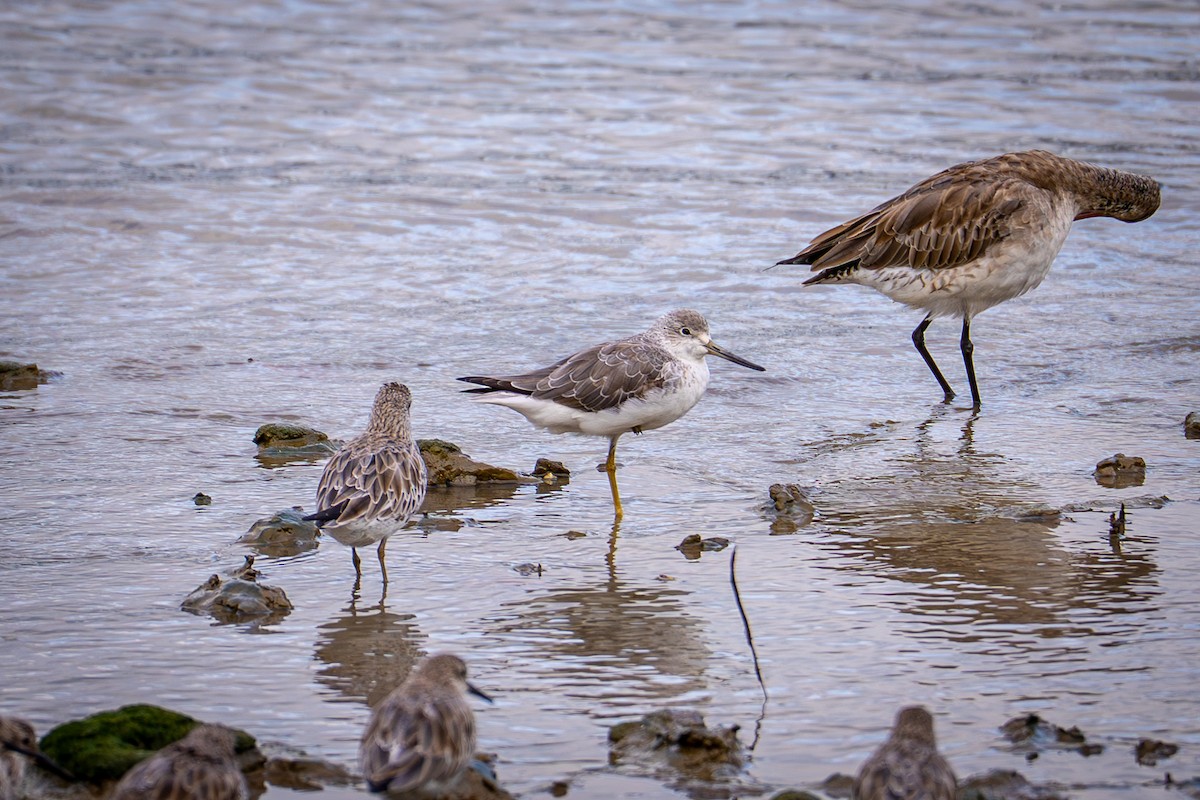 Коловодник охотський - ML650098305