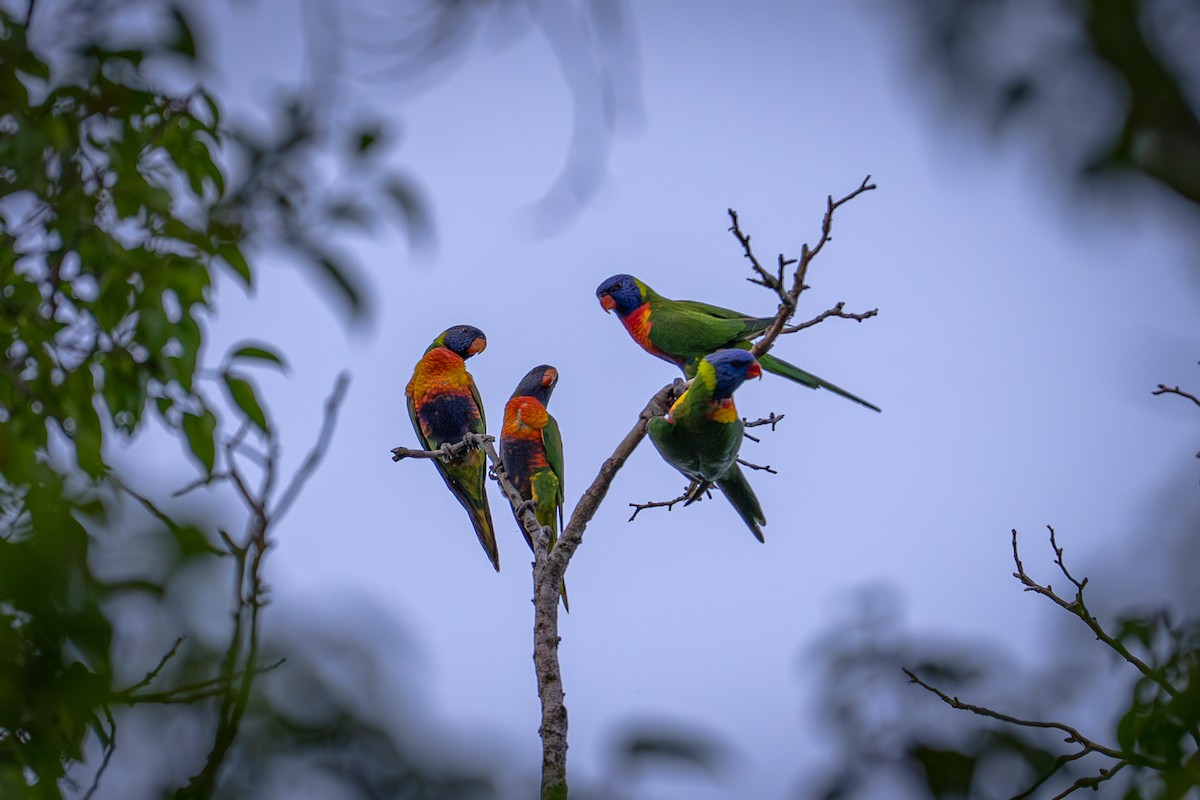 Лорікет синьоголовий - ML650098313