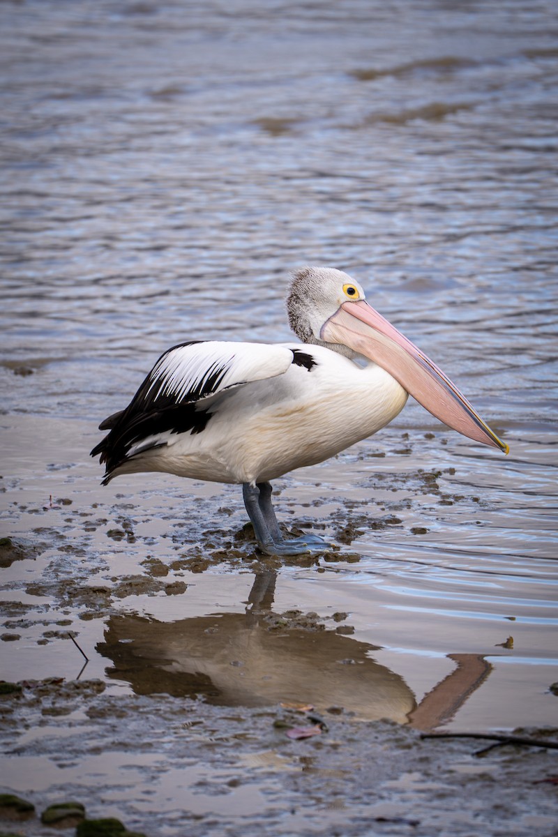 Пелікан австралійський - ML650098324