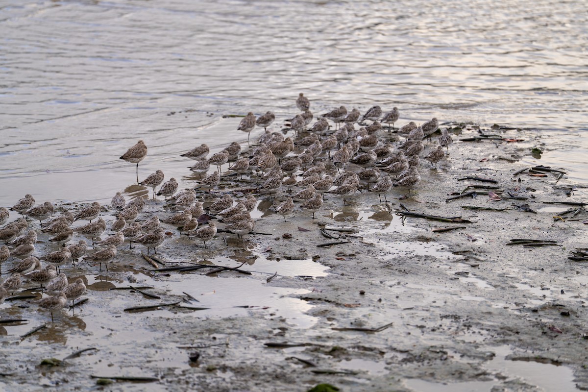 Грицик малий - ML650098413