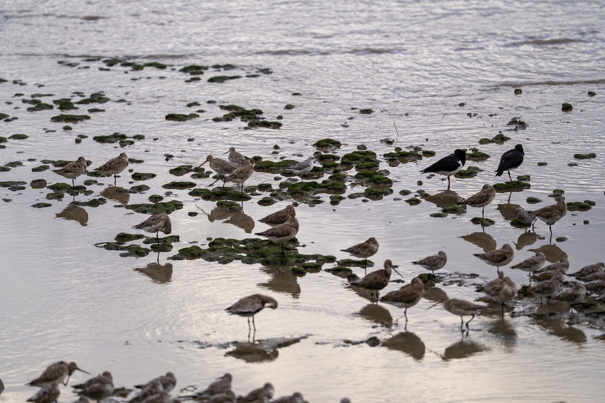 Побережник великий - ML650098457