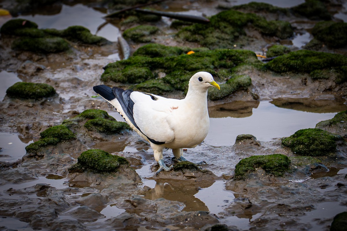 Пінон австралійський - ML650098467