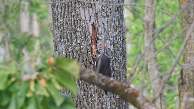 Kuzey Amerika Kara Ağaçkakanı - ML650098528