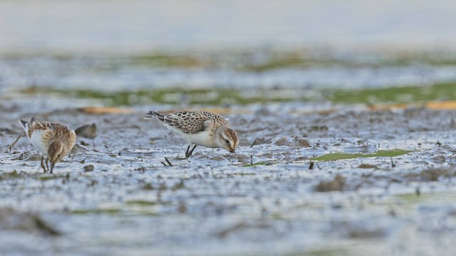 Малый песочник - ML650098927