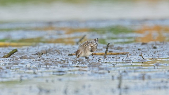 Малый песочник - ML650098954