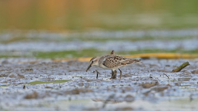 Малый песочник - ML650098986